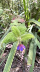 Tremandra stelligera