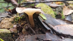 Porotheleaceae