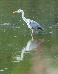 Ardea cinerea