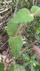 Tremandra stelligera