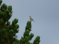 Carduelis citrinella