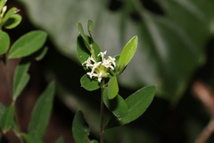 Pimelea gigandra