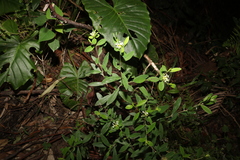 Pimelea gigandra