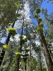 Platycerium superbum