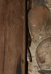 Python natalensis
