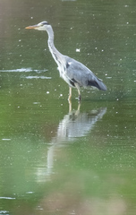 Ardea cinerea