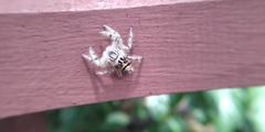 Hyllus diardi