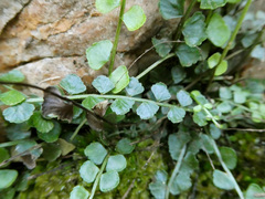 Asplenium flabellifolium