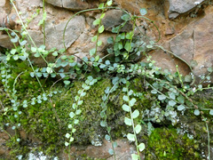 Asplenium flabellifolium