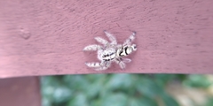 Hyllus diardi