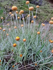 Leucochrysum albicans
