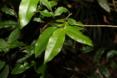 Melodinus australis