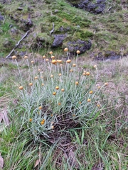Leucochrysum albicans