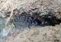 Parablennius gattorugine