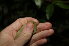 Melodinus australis