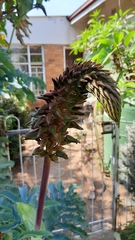 Melianthus major