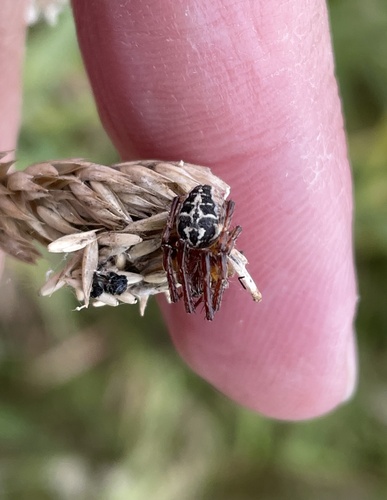 Furrow Orbweaver, Nationalpark Lauwersmeer, Munnekezijl, Fryslân, NL, photo 9 of 10
