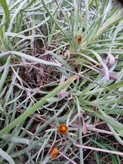 Leucochrysum albicans