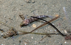 Gobius xanthocephalus