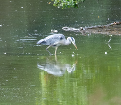 Ardea cinerea