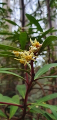 Tasmannia lanceolata