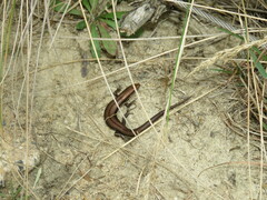 Pseudemoia entrecasteauxii