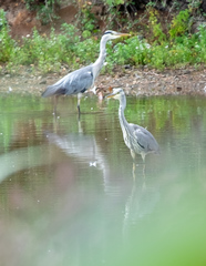 Ardea cinerea
