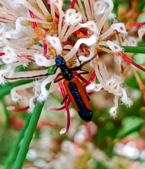Stenoderus suturalis