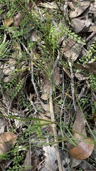 Lindsaea linearis