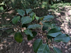 Elaeagnus thunbergii