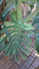 Melianthus major