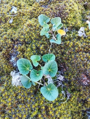 Calystegia soldanella