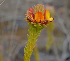 Pultenaea tuberculata