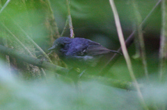 Dysithamnus mentalis