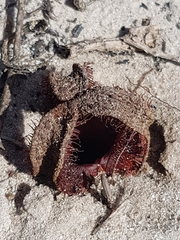 Hydnora africana