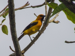Icterus nigrogularis