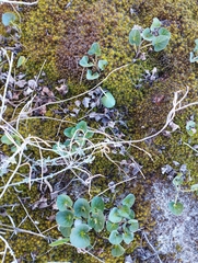 Calystegia soldanella