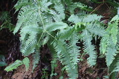 Dicranopteris pedata