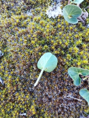 Calystegia soldanella