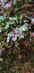 Hymenophyllum