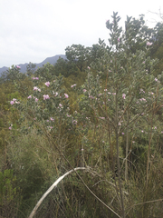 Podalyria sericea