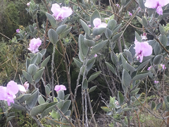 Podalyria sericea