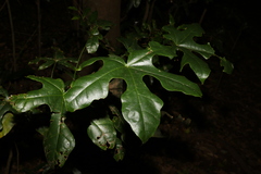 Brachychiton acerifolius
