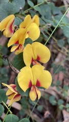 Bossiaea