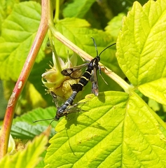 Synanthedon tipuliformis