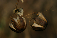 Aristolochia albida image