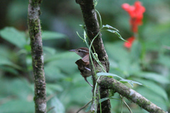 Thryophilus rufalbus