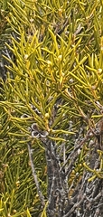 Orites acicularis
