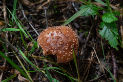 Amanita