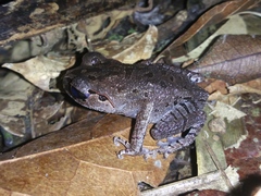 Leptobrachium hasseltii